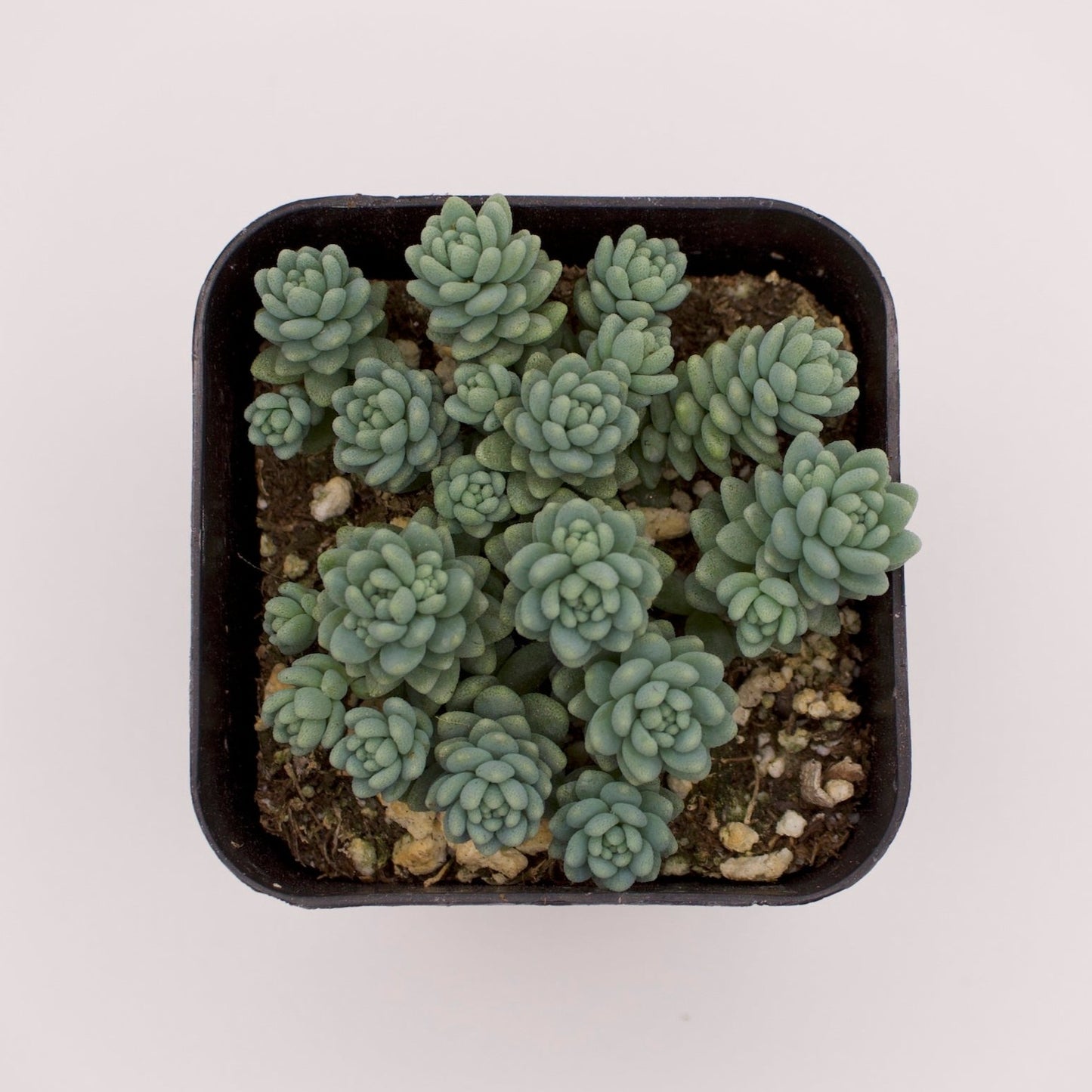 Sedum Dasyphyllum Major