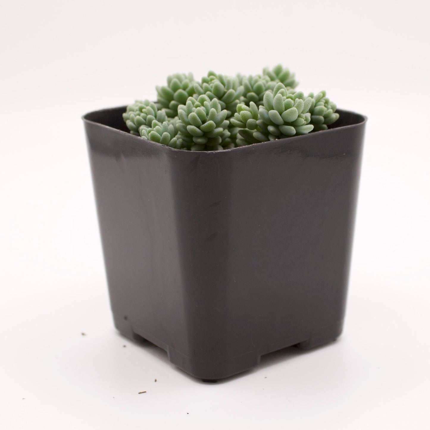 Sedum Dasyphyllum Major