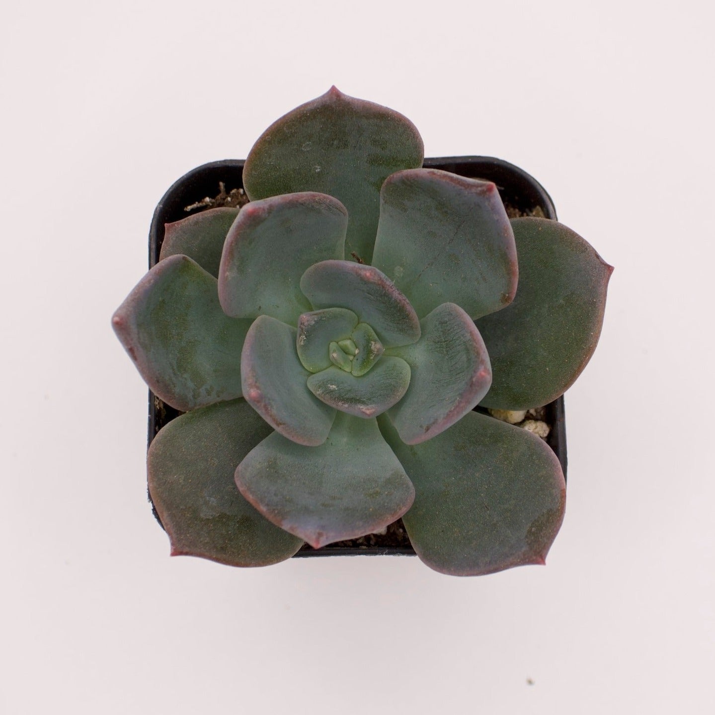 Echeveria Blue Prince