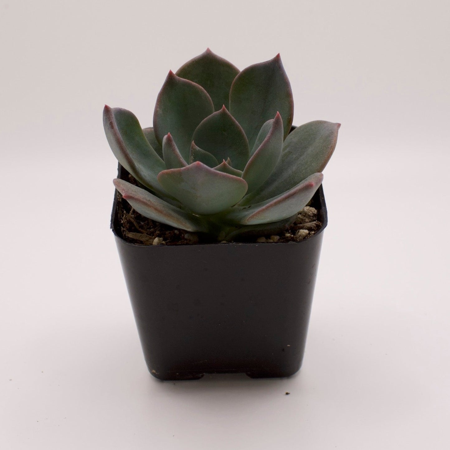 Echeveria Blue Prince