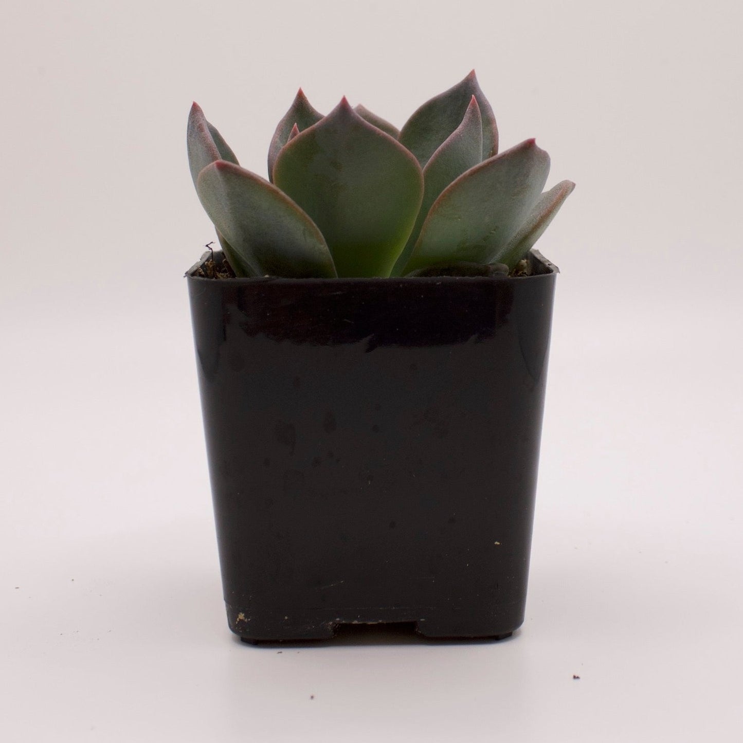Echeveria Blue Prince