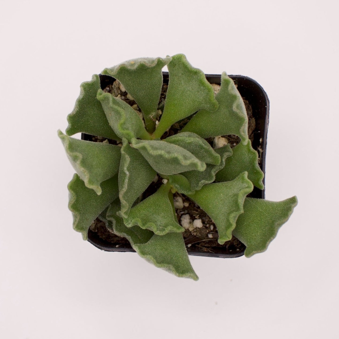 Adromischus Key Lime Pie