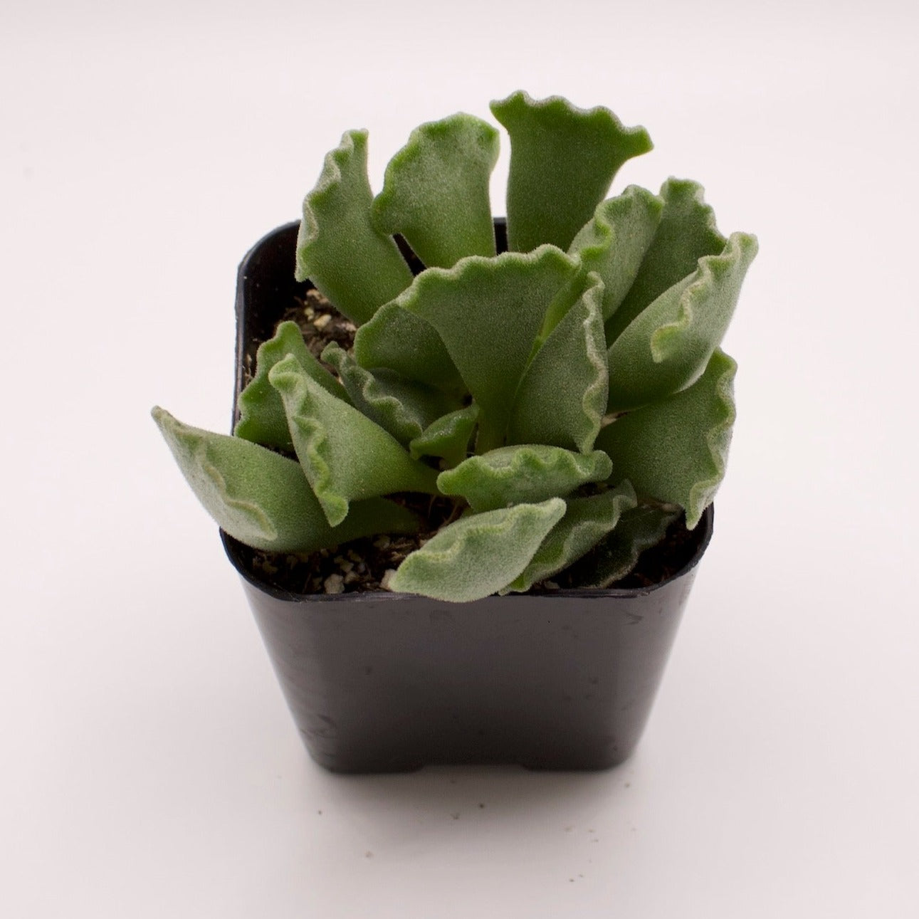 Adromischus Key Lime Pie