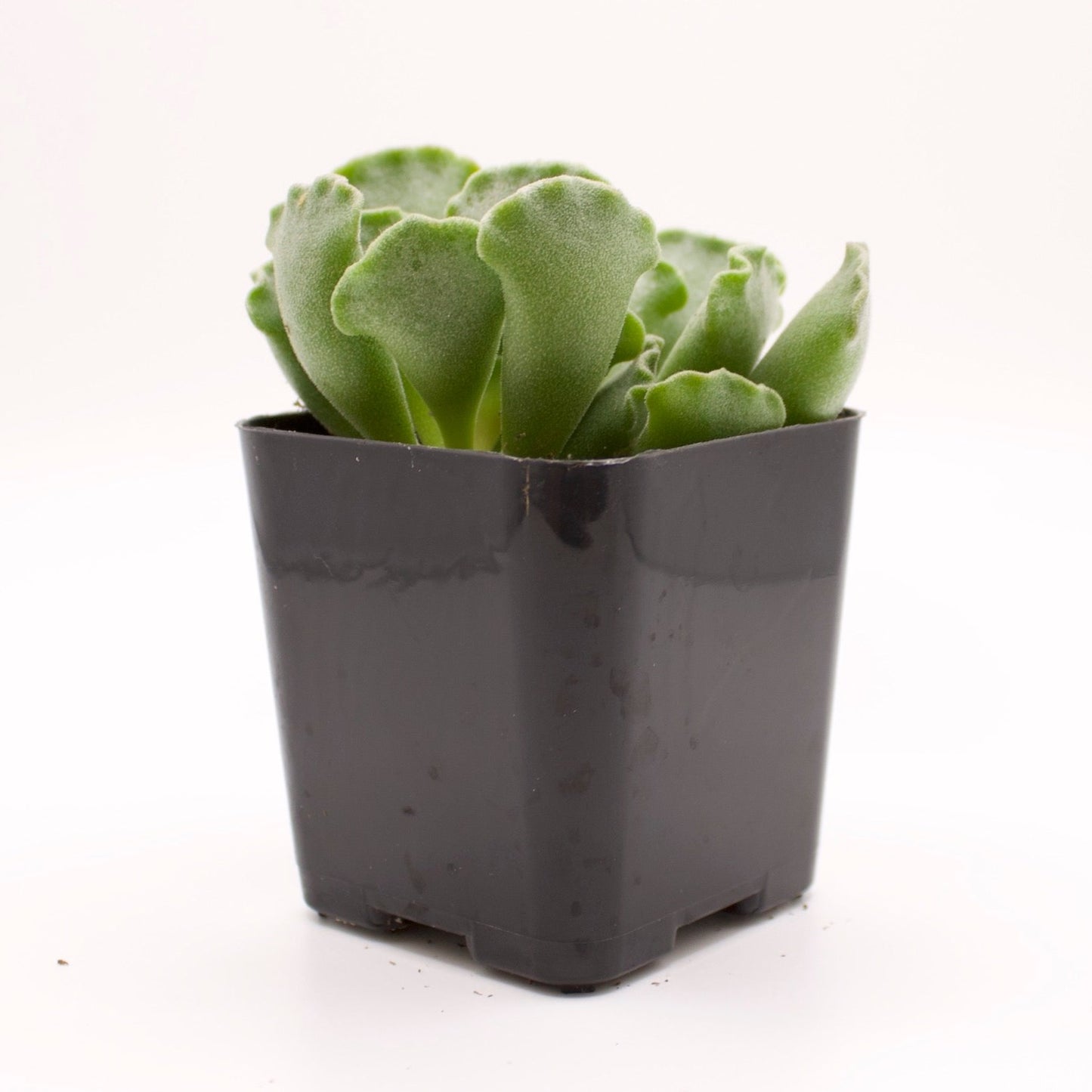 Adromischus Key Lime Pie