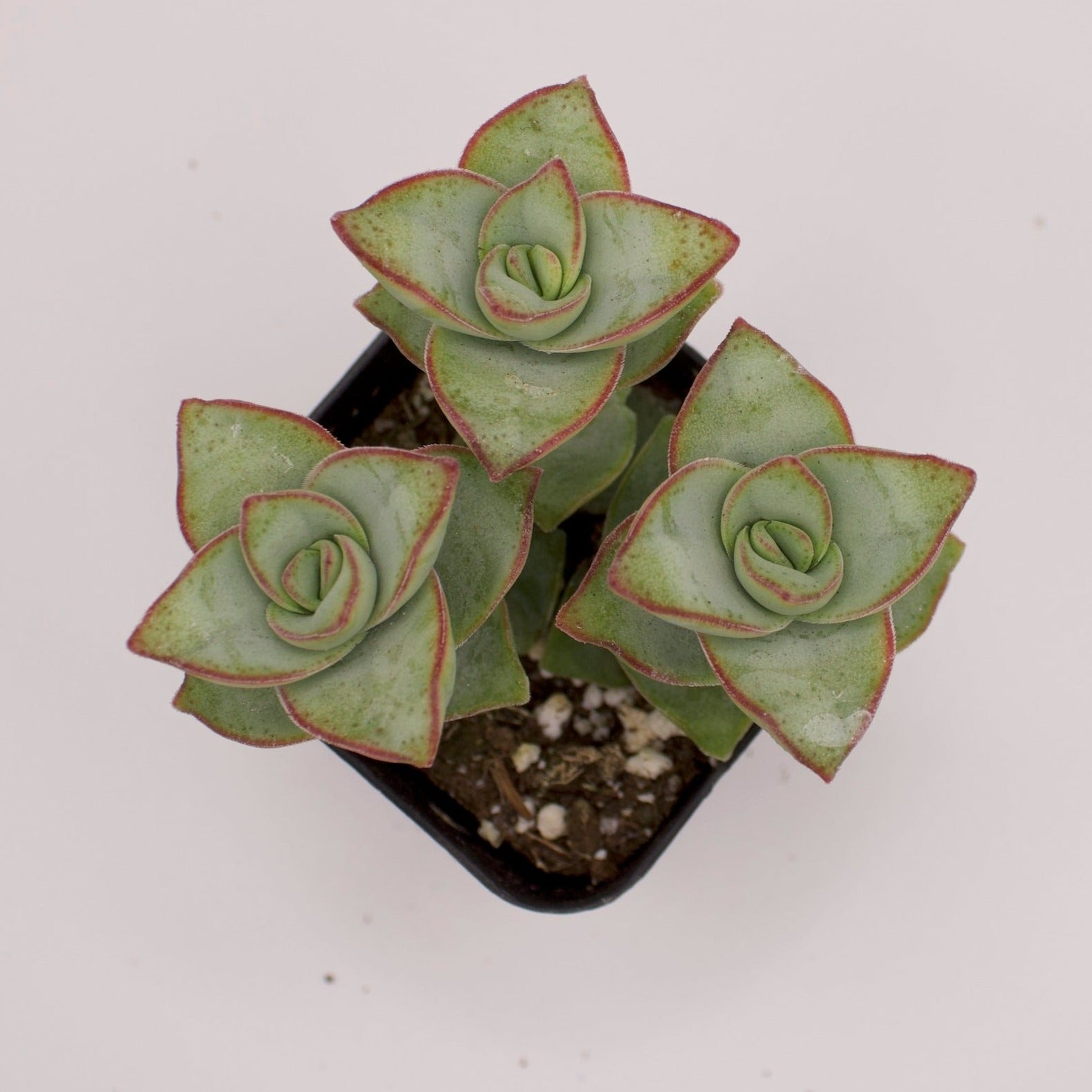 tower succulent Crassula Ivory Towers – Perfectly Rooted Succulents