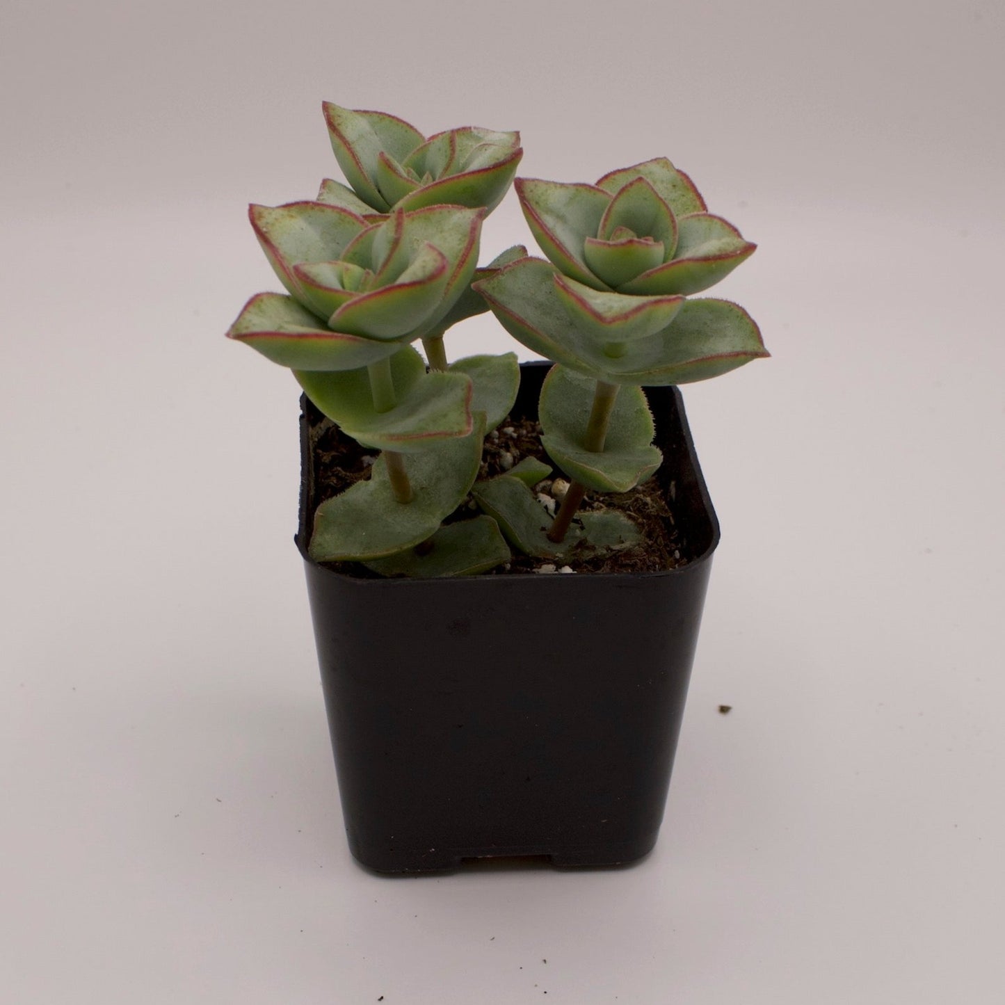 Crassula Ivory Towers