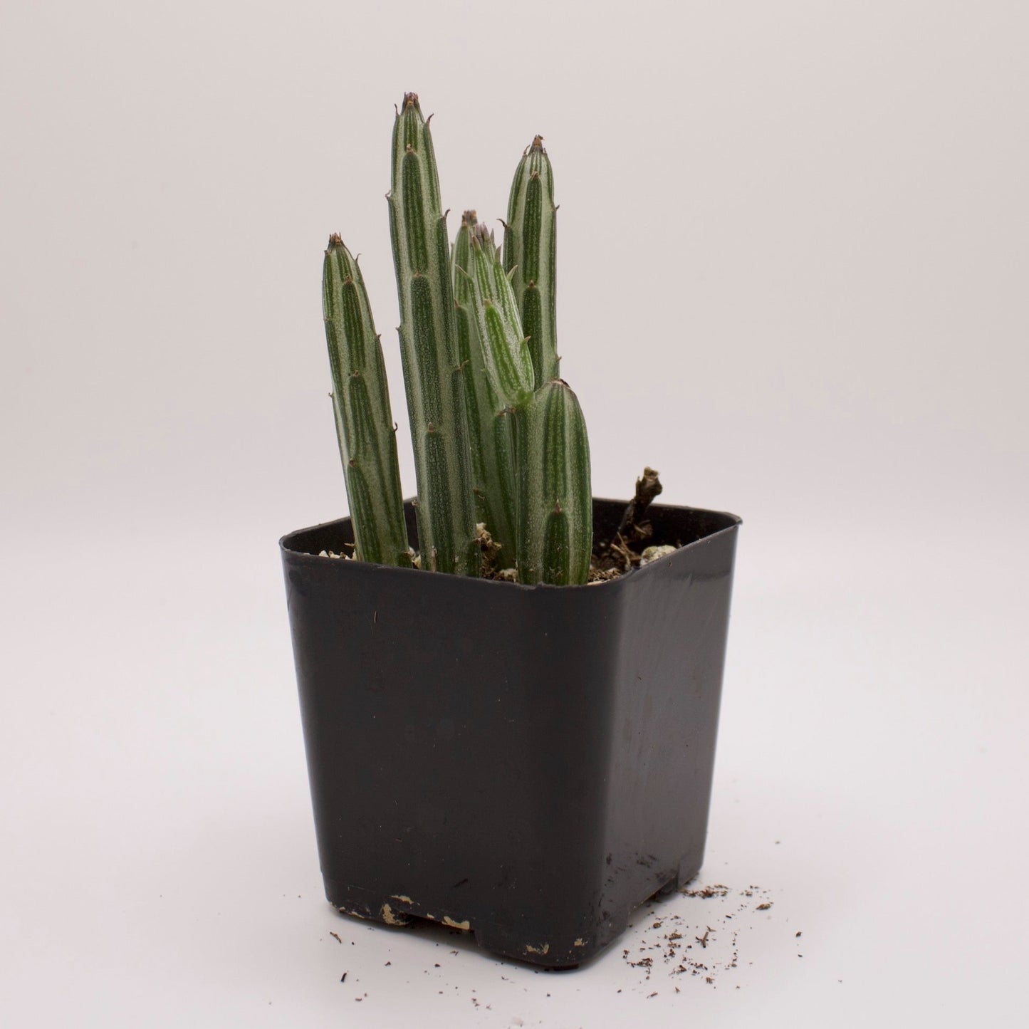 Senecio Candle Plant