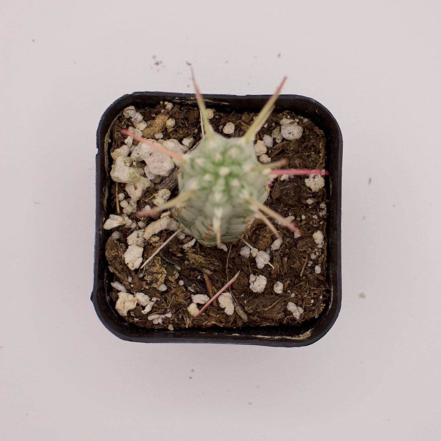 Euphorbia Mammillaris Variegated Indian Corn Cob