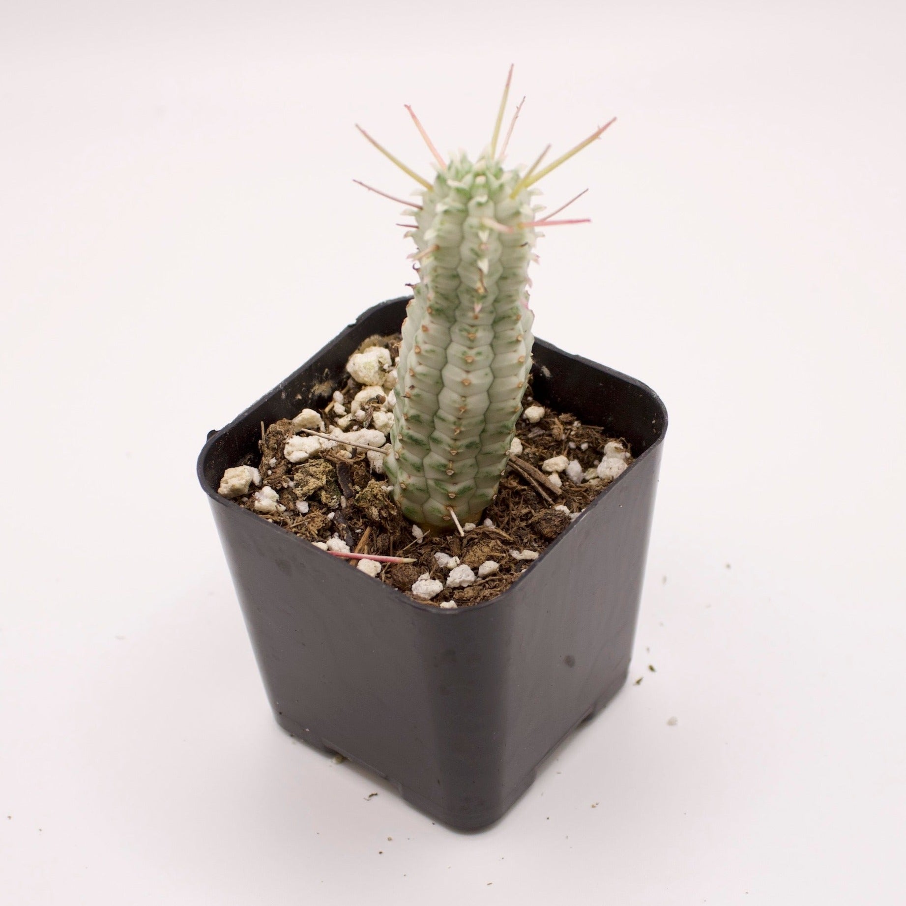 corn cob succulent Euphorbia Mammillaris Variegated Indian Corn Cob – Perfectly Rooted Succulents