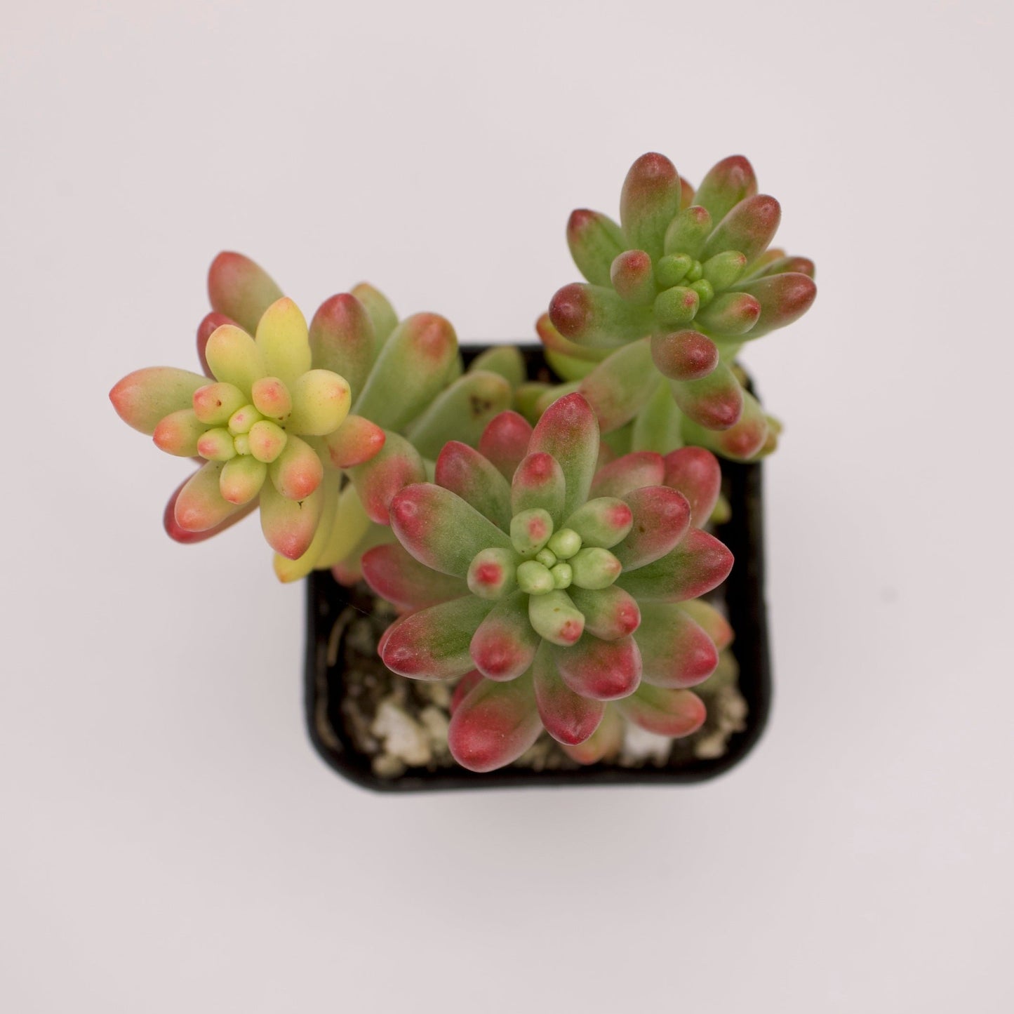 Sedum Aurora Pink Jelly Beans