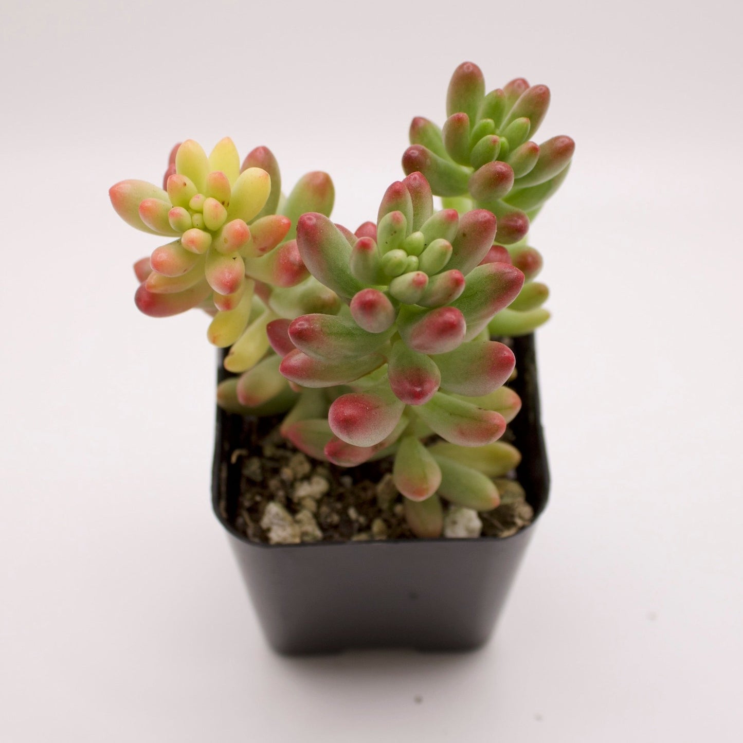 Sedum Aurora Pink Jelly Beans