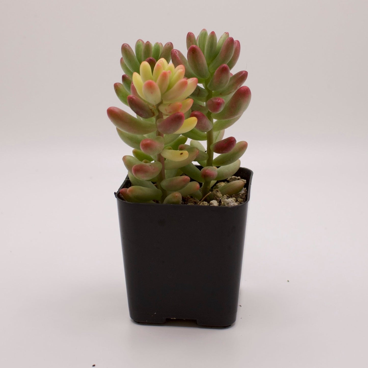 Sedum Aurora Pink Jelly Beans