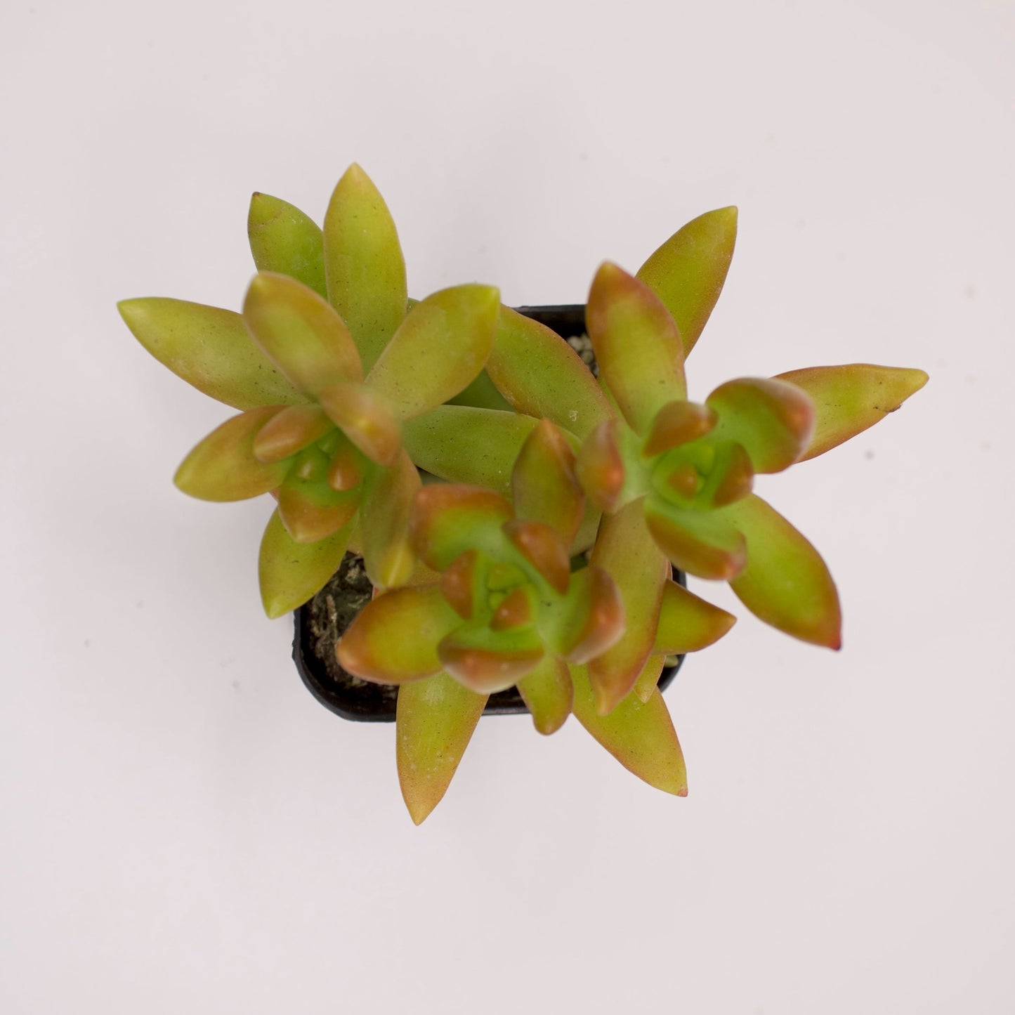 Sedum Adolphi Golden