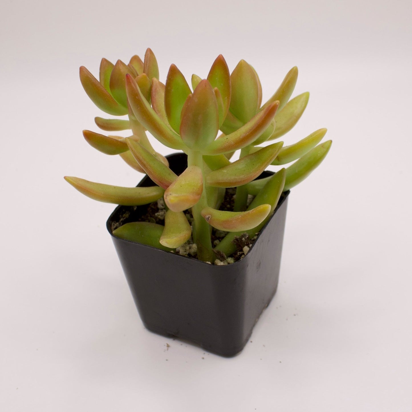 Sedum Adolphi Golden