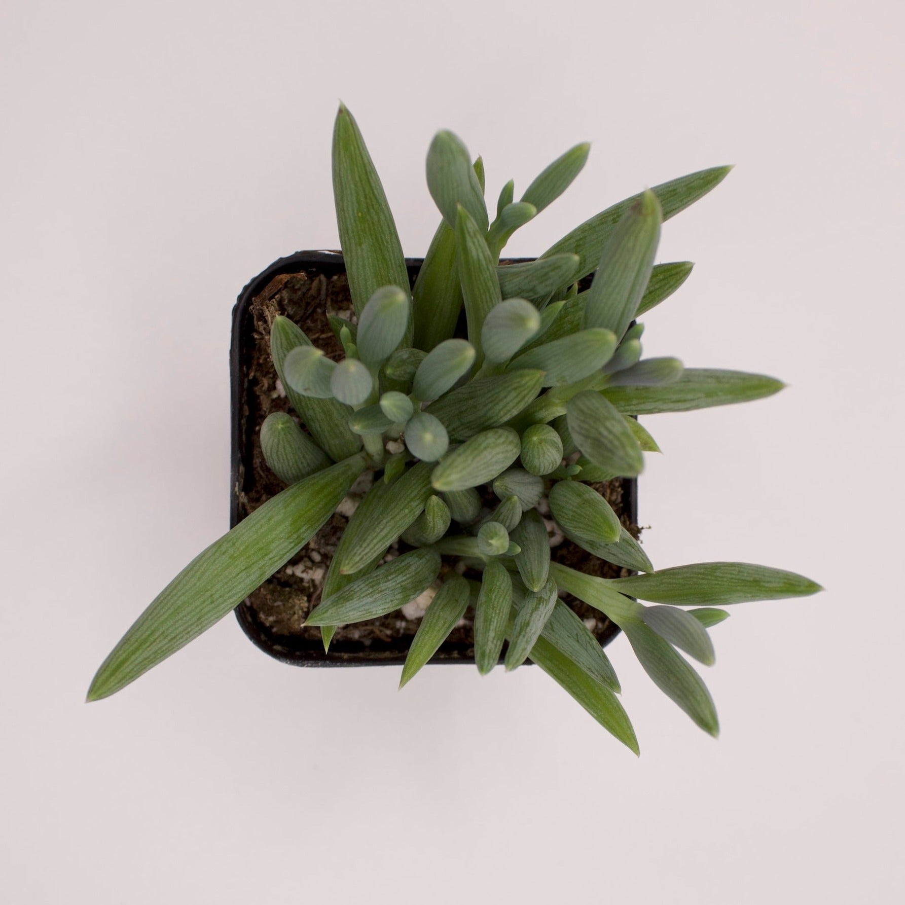 string of fishhooks succulent Senecio String of Fishhooks – Perfectly Rooted Succulents