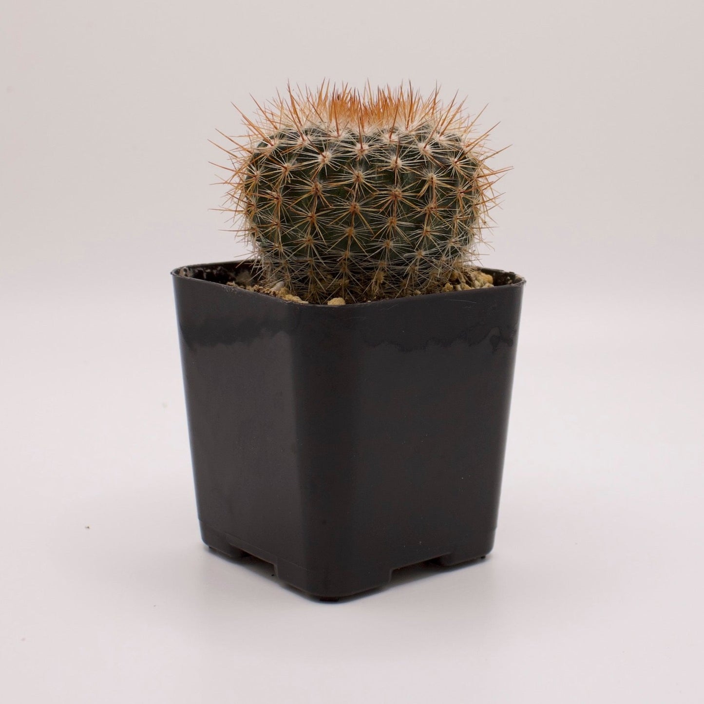 Parodia Silver Ball Cactus