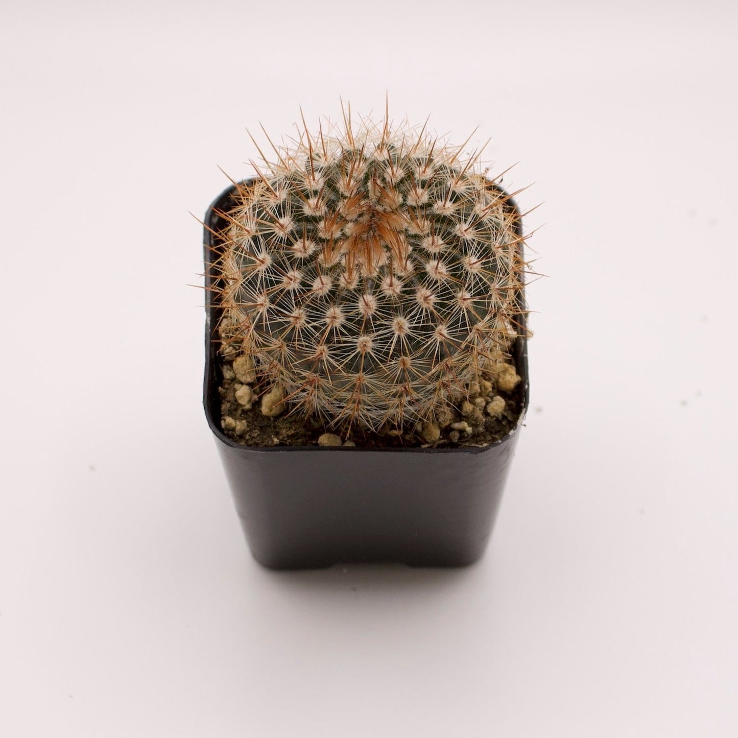 Parodia Silver Ball Cactus