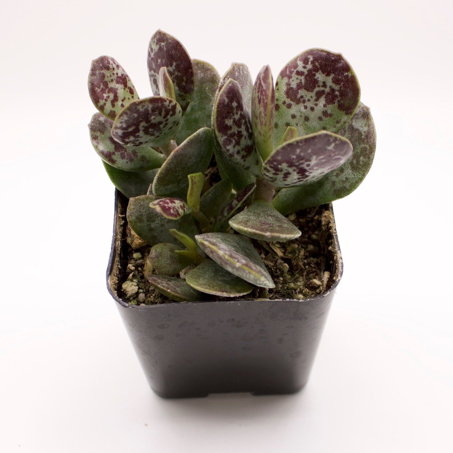 Adromischus Maculatus