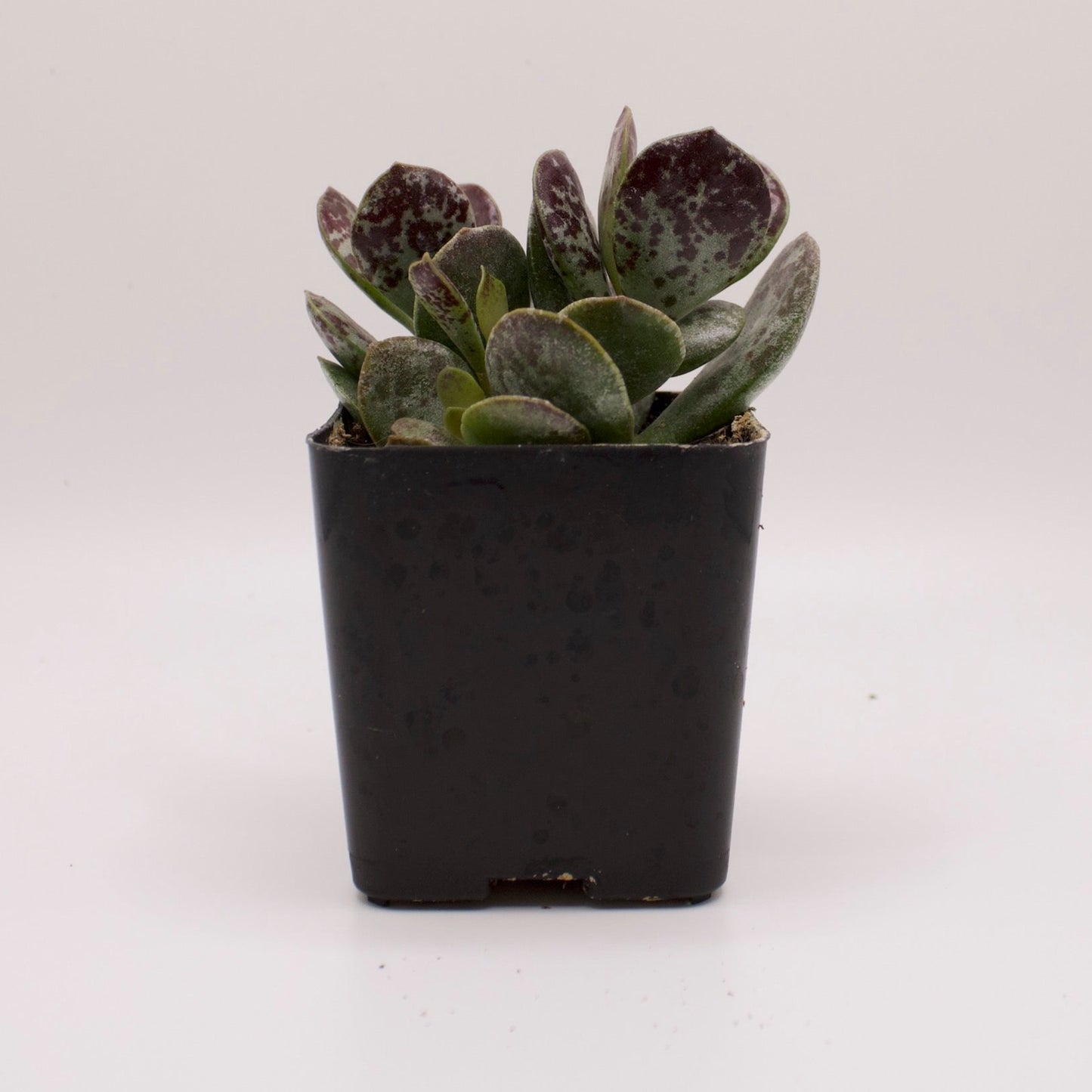 Adromischus Maculatus