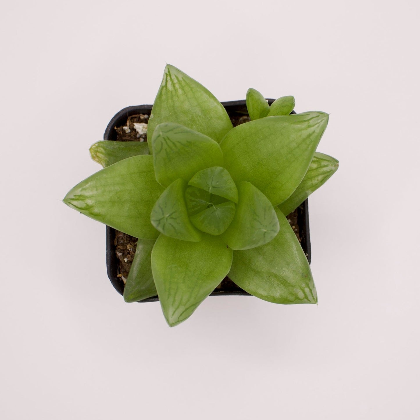 Haworthia Cymbiformis Duval