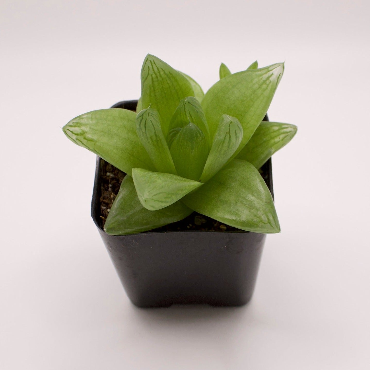 Haworthia Cymbiformis Duval