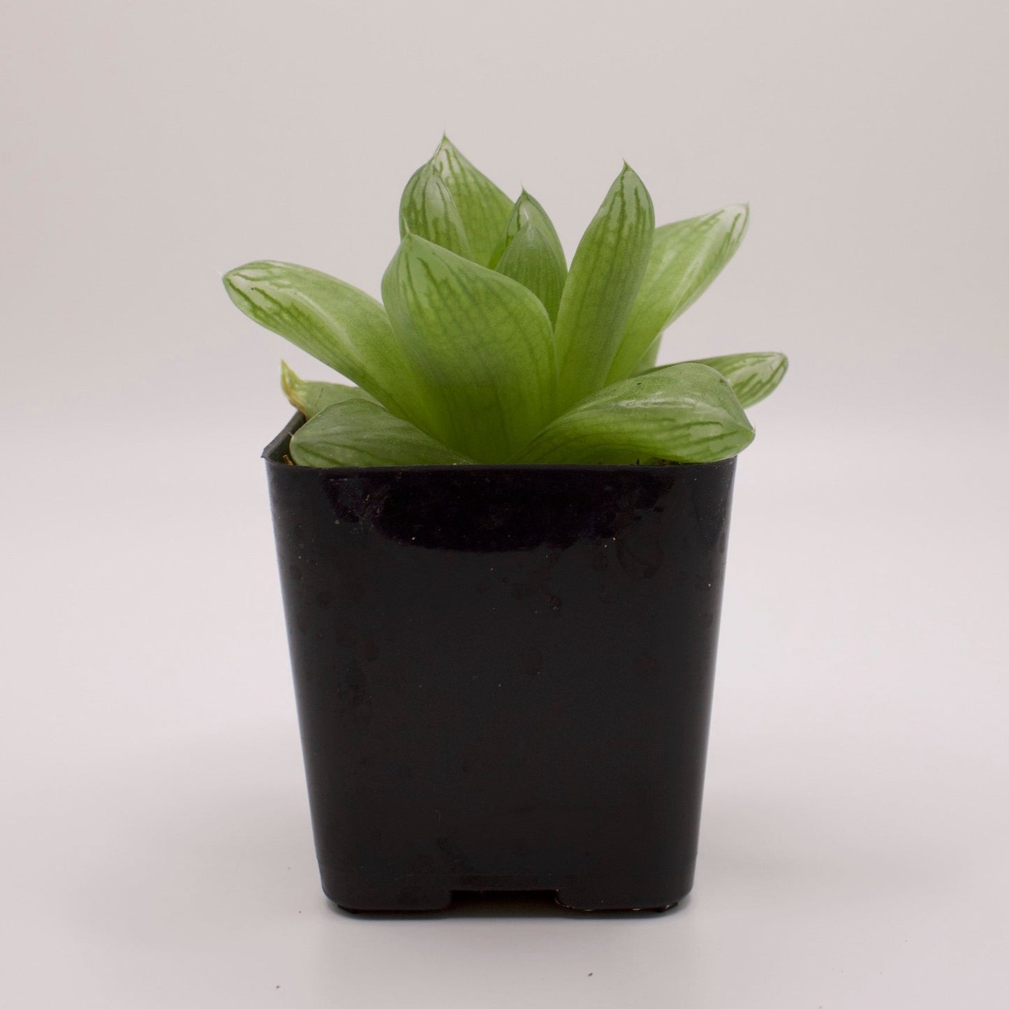 Haworthia Cymbiformis Duval