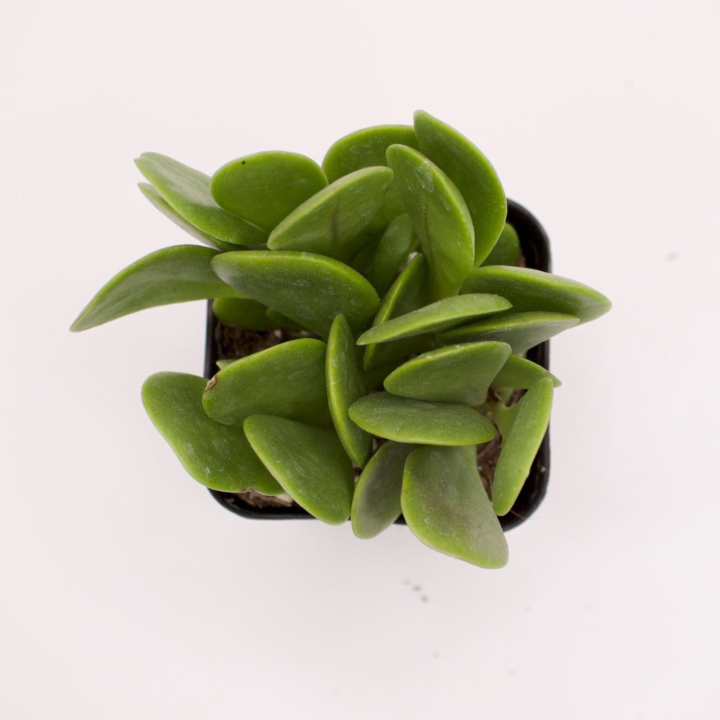 Senecio Trailing Jade