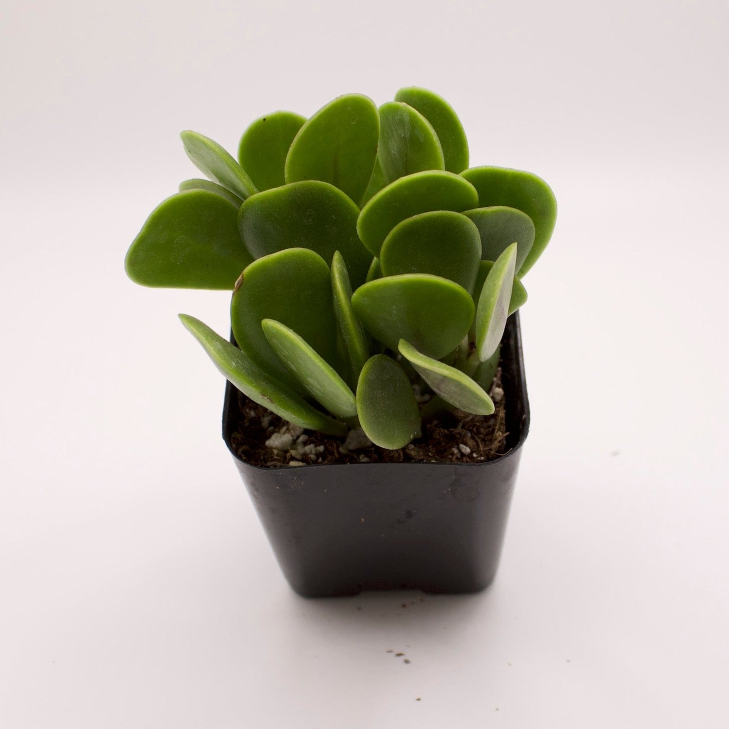 Senecio Trailing Jade