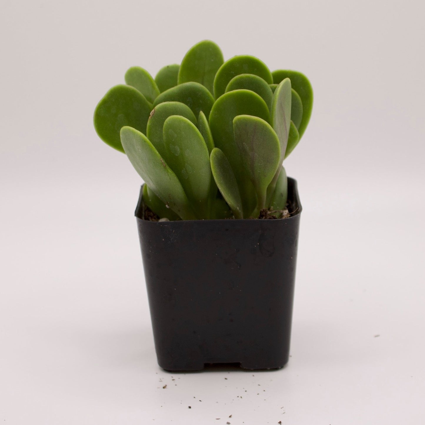 Senecio Trailing Jade