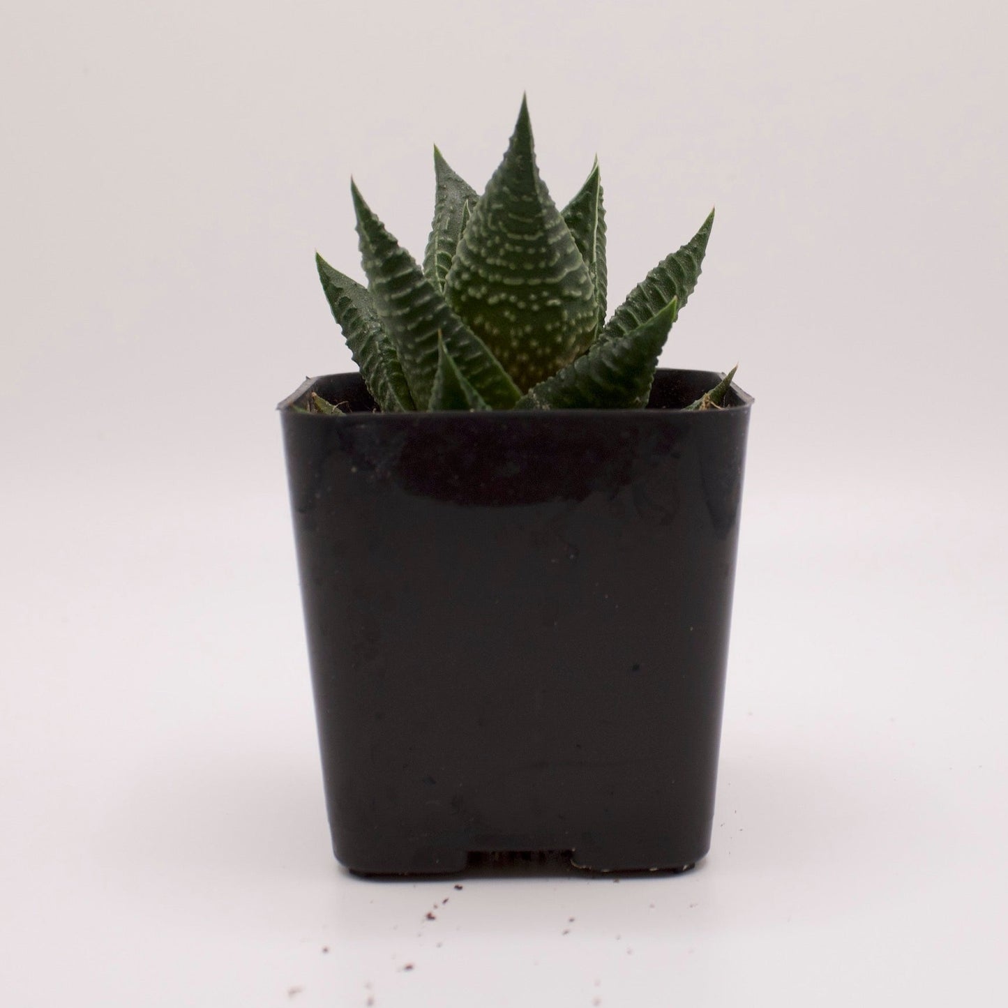 Haworthia Fairy Washboard