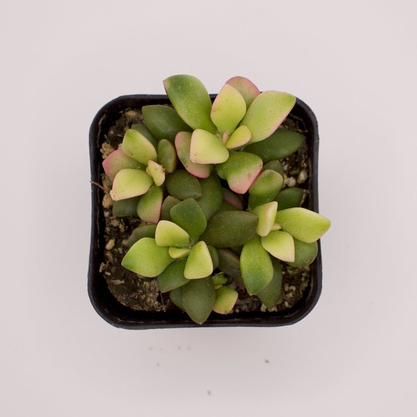 Anacampseros Variegatum Sunrise