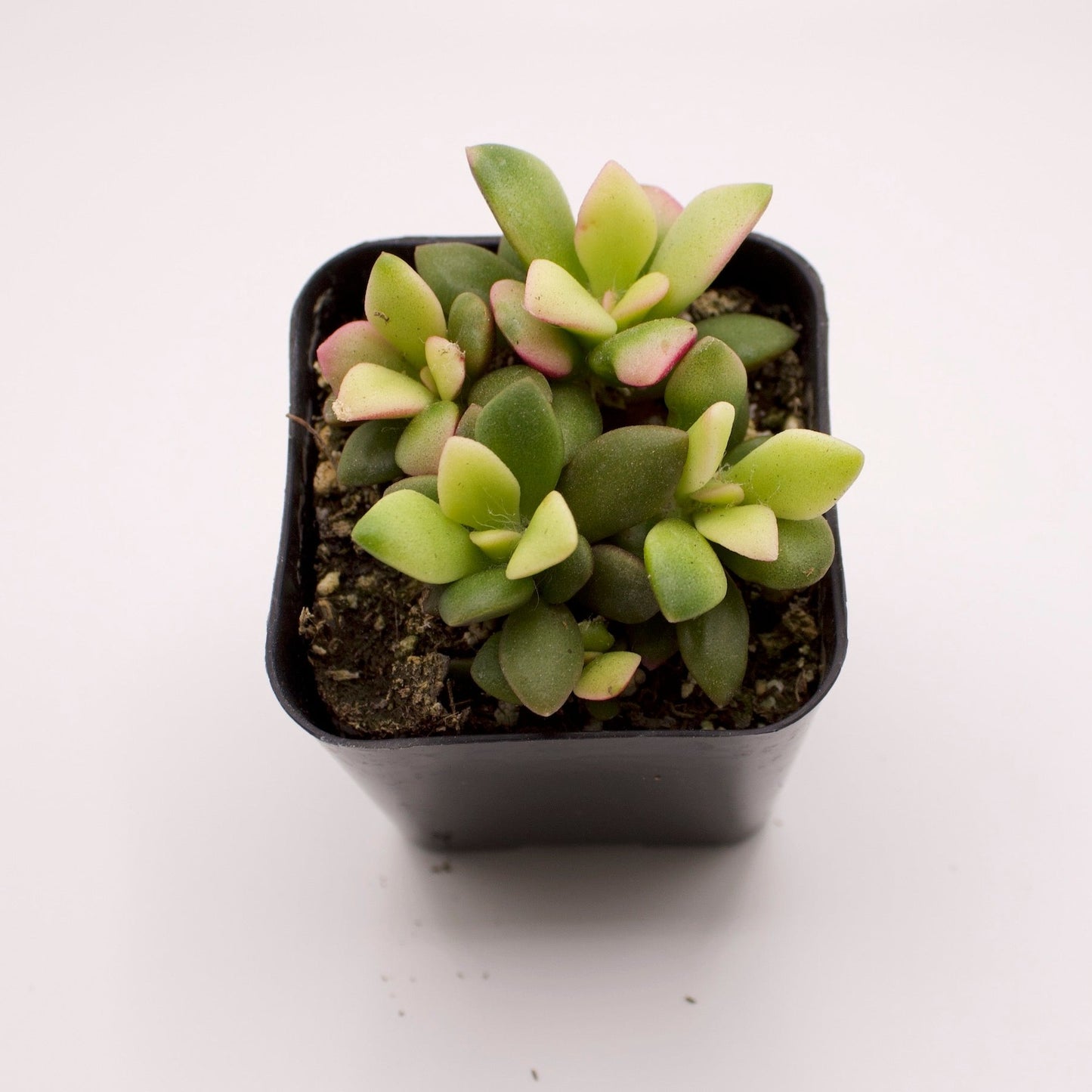 Anacampseros Variegatum Sunrise