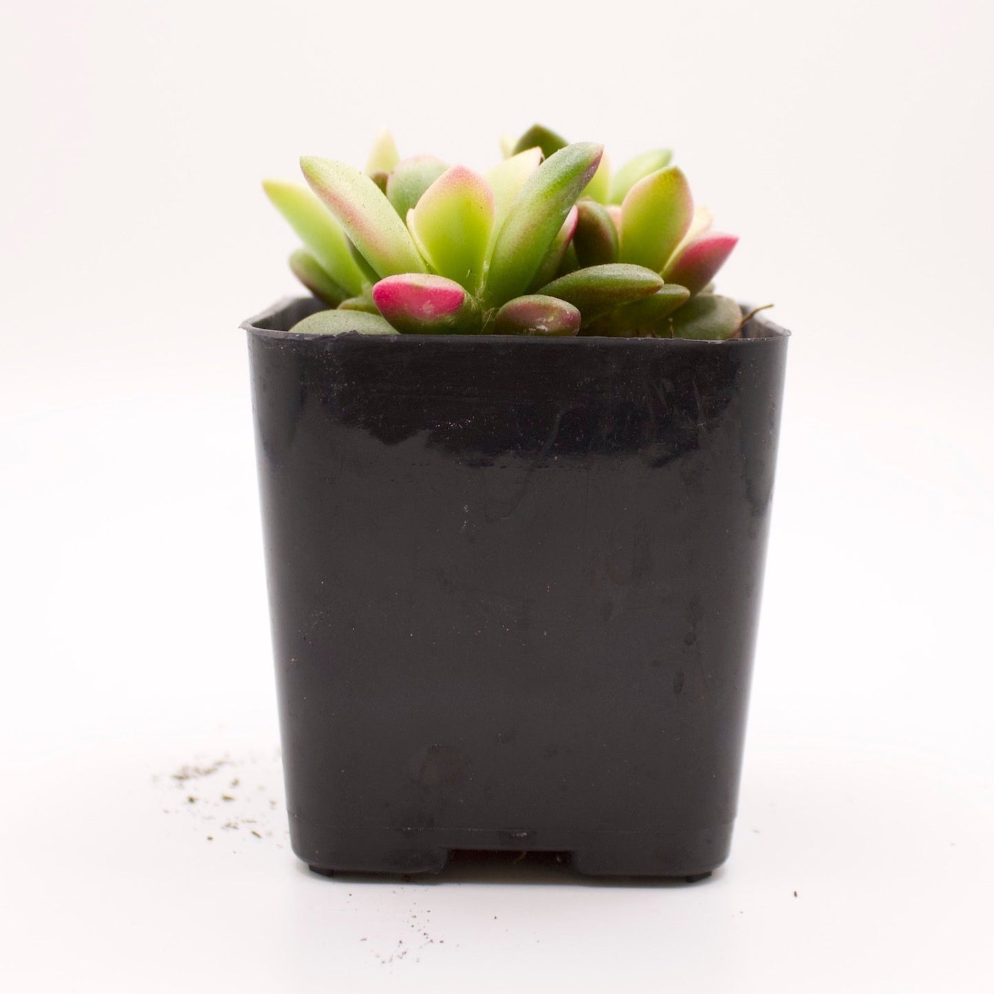 Anacampseros Variegatum Sunrise