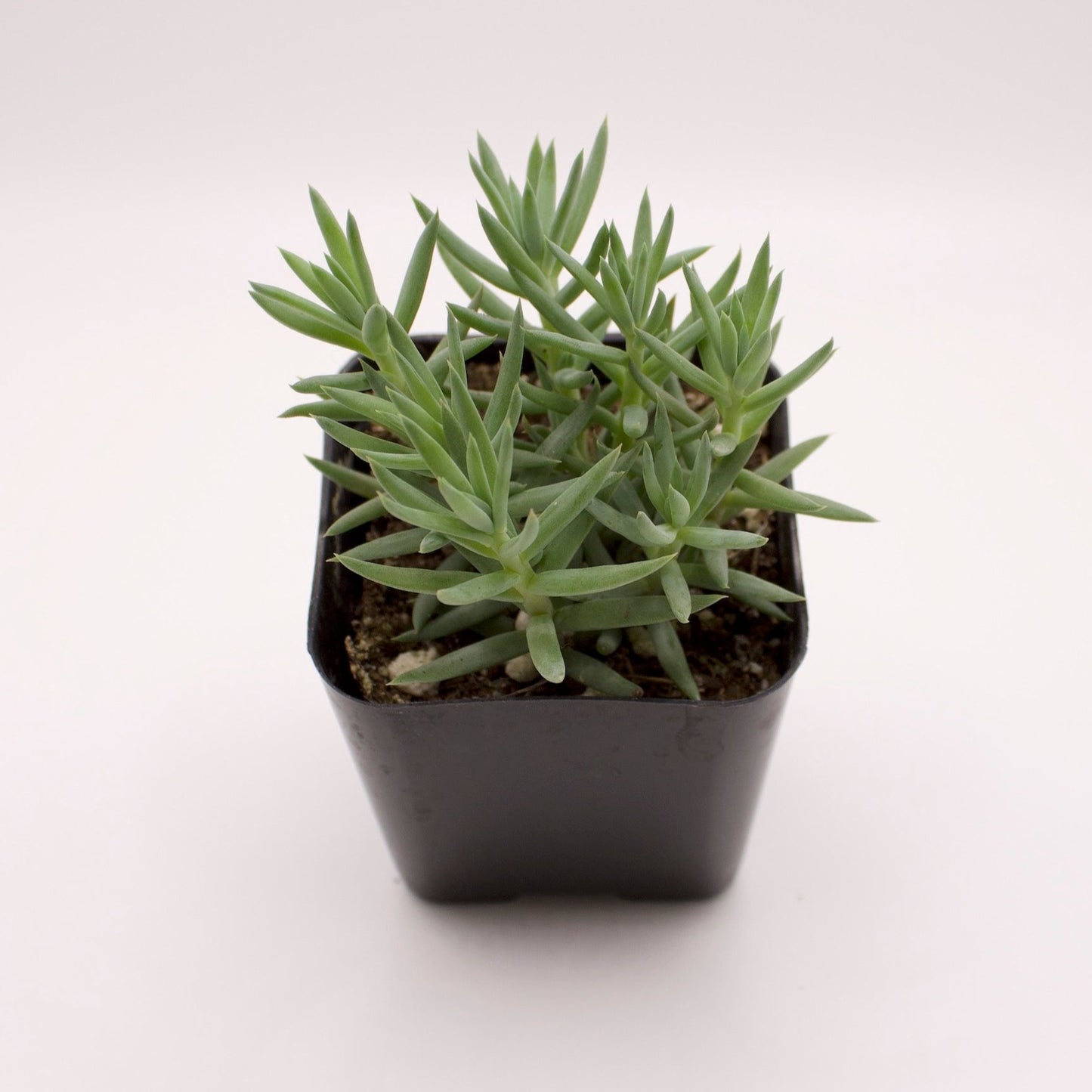 Sedum Reflexum Blue Spruce