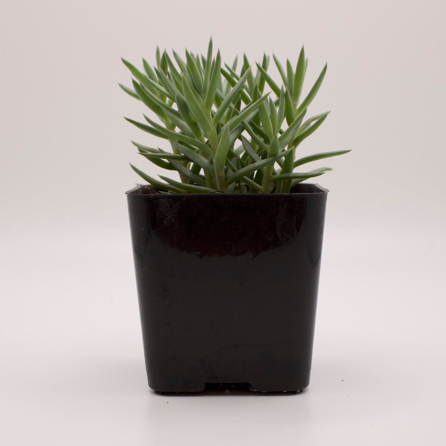Sedum Reflexum Blue Spruce
