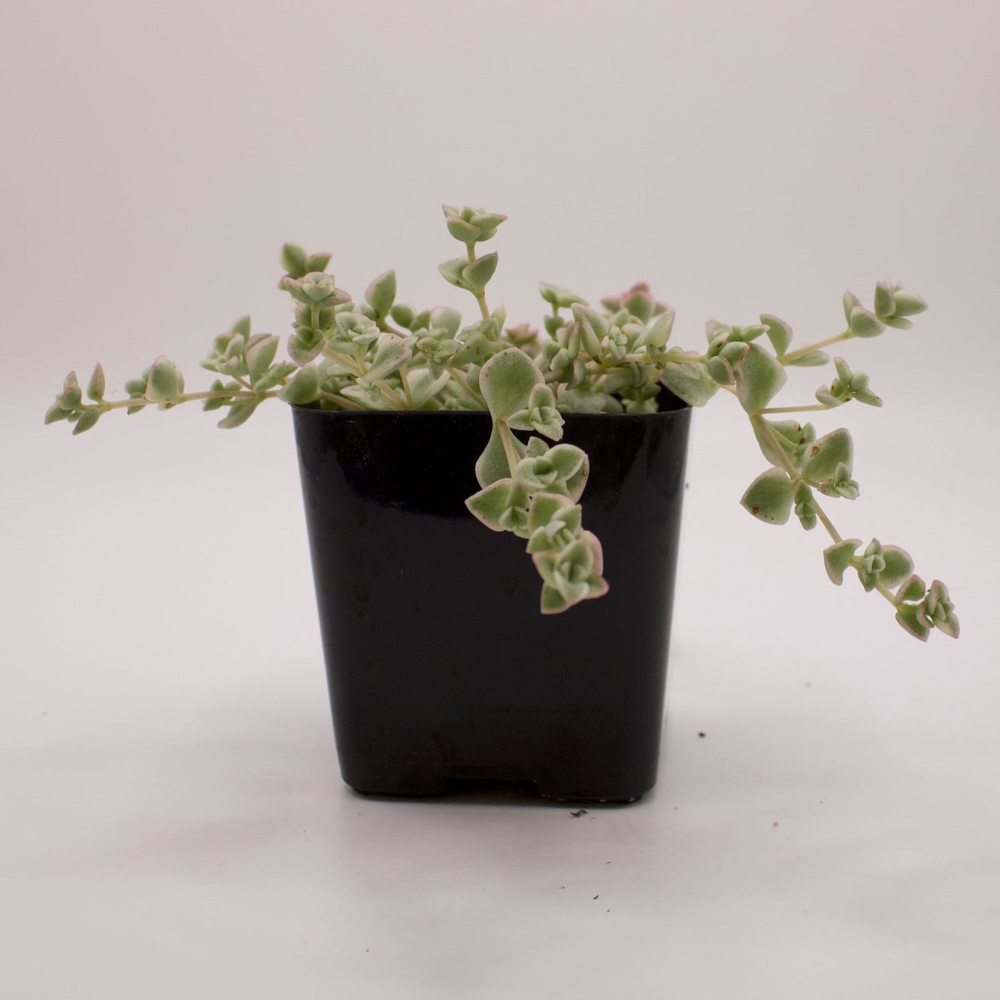 Crassula Little Missy