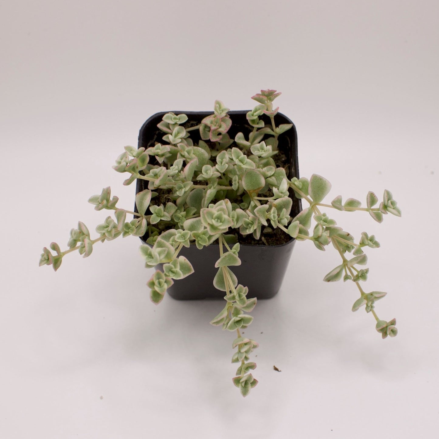 Crassula Little Missy