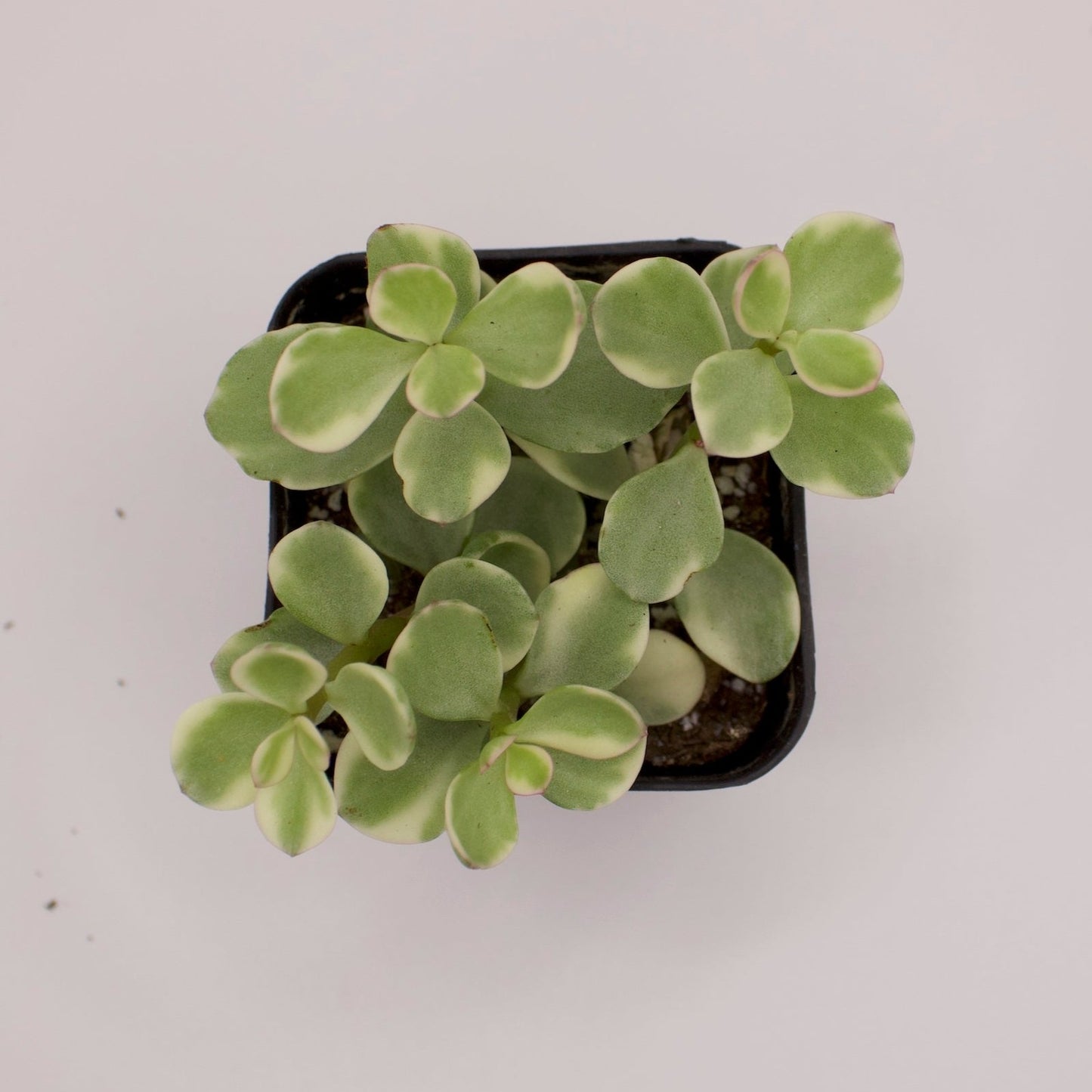 Portulacaria Afra Variegata