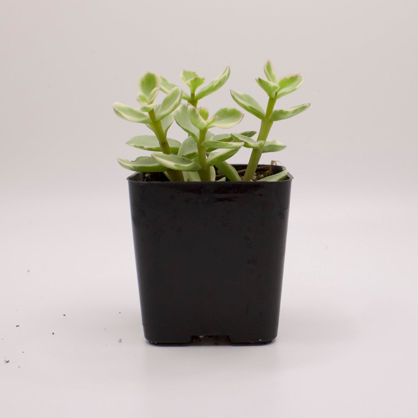 Portulacaria Afra Variegata