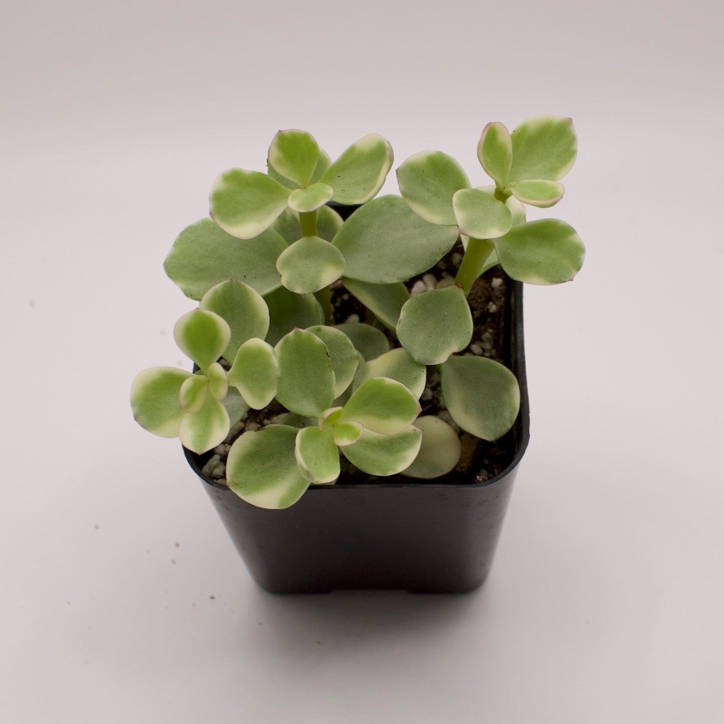 Portulacaria Afra Variegata