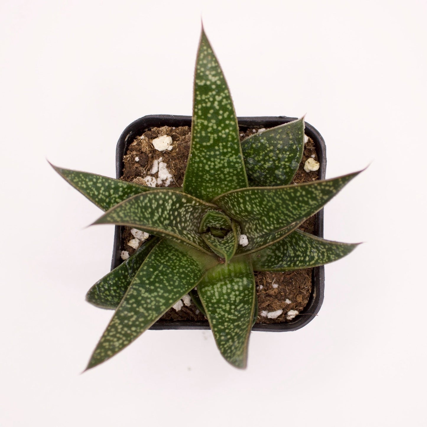 Gasteraloe Flow