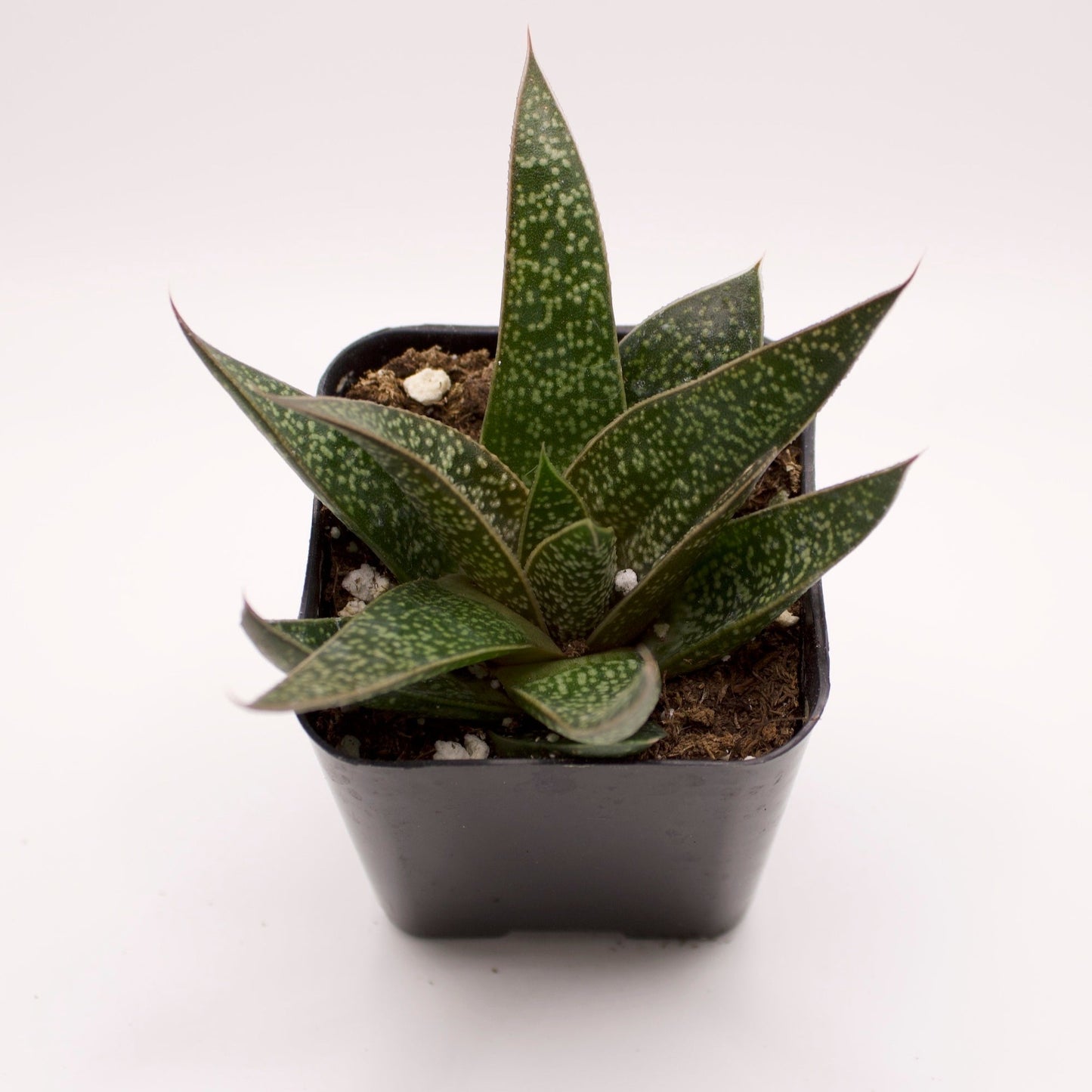 Gasteraloe Flow