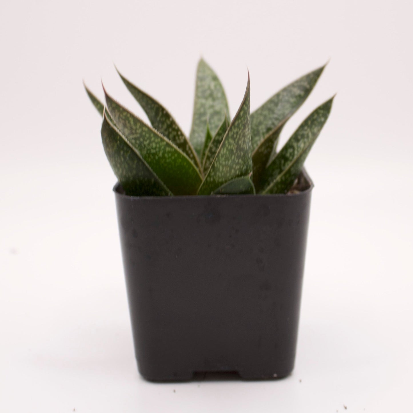 Gasteraloe Flow