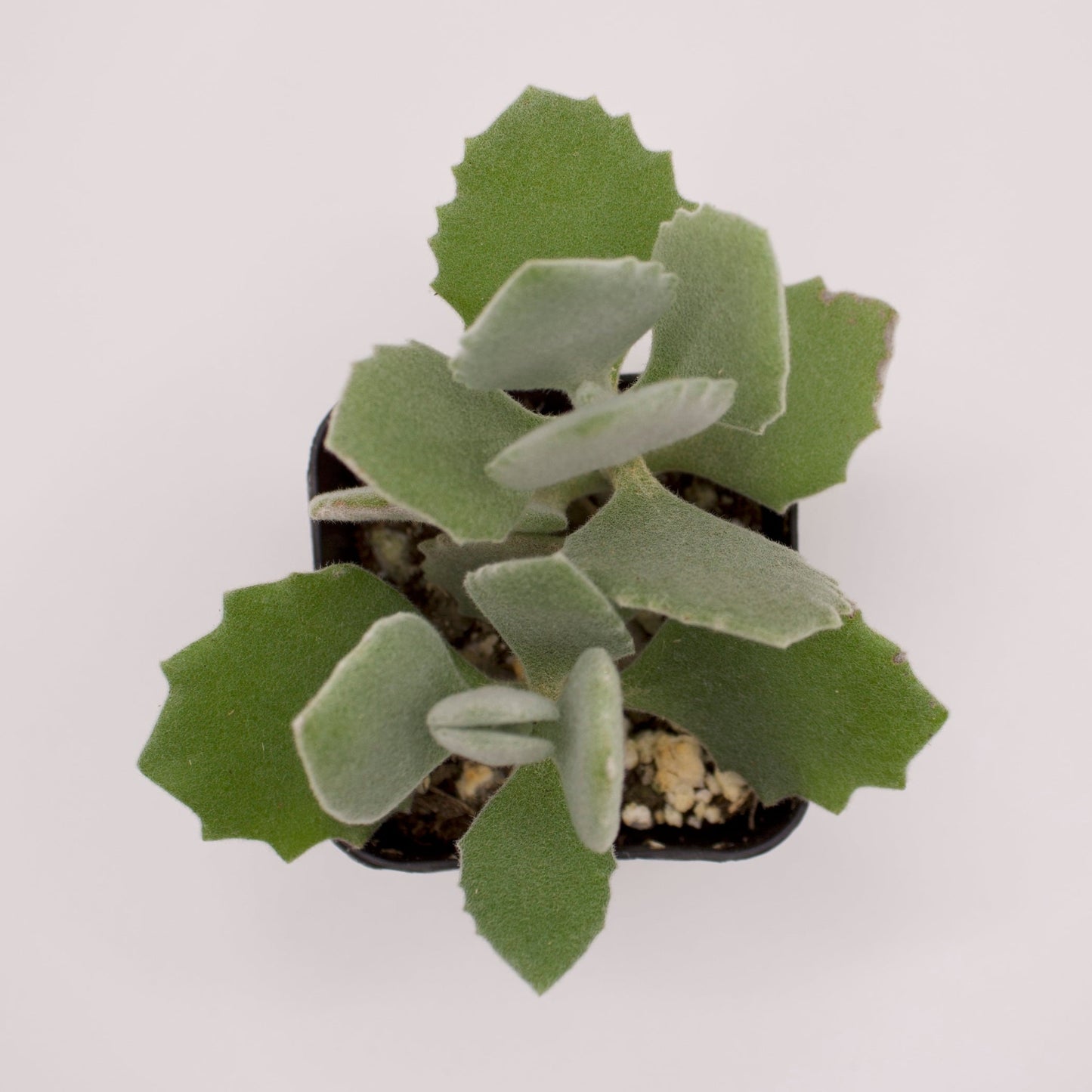 Kalanchoe Millotii