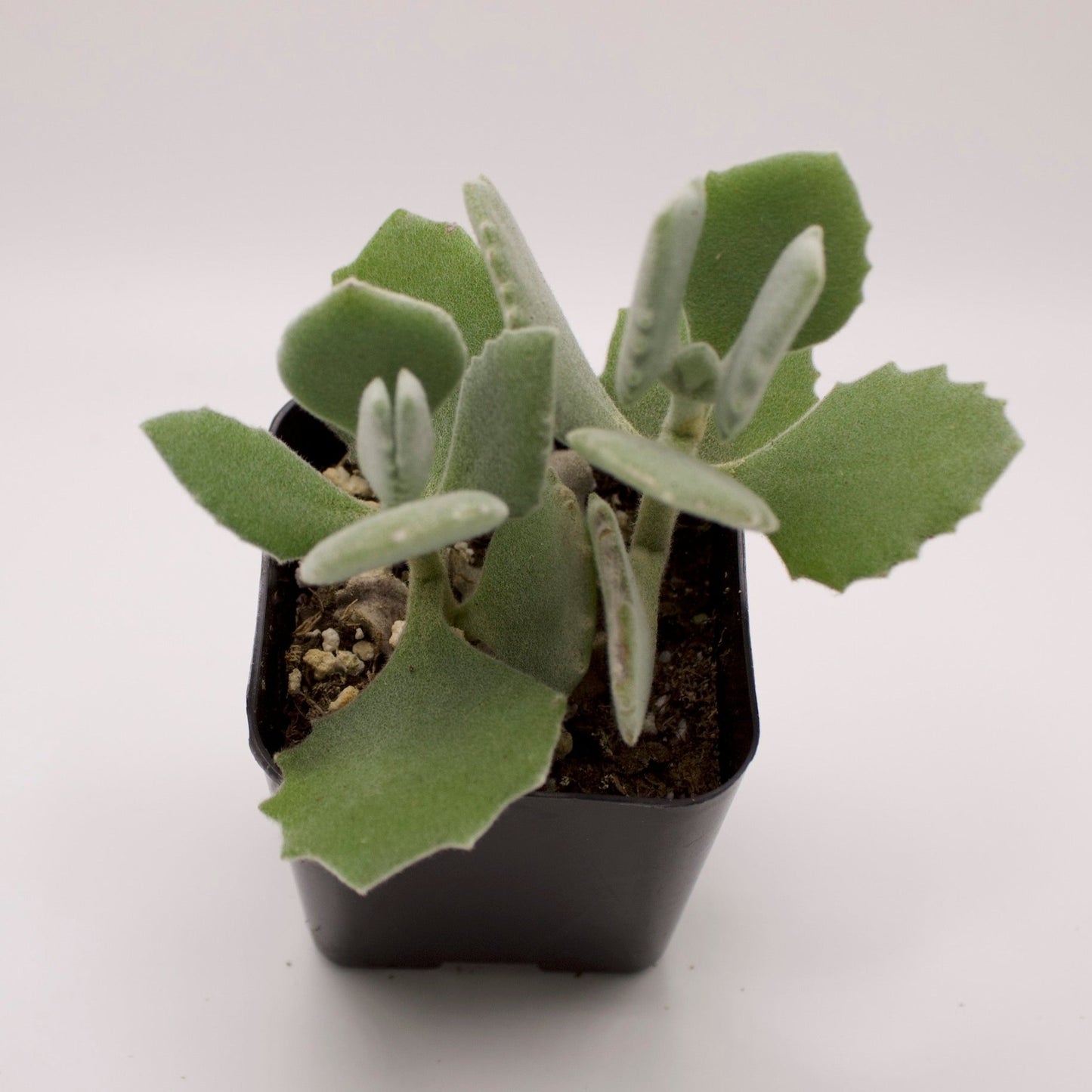 Kalanchoe Millotii