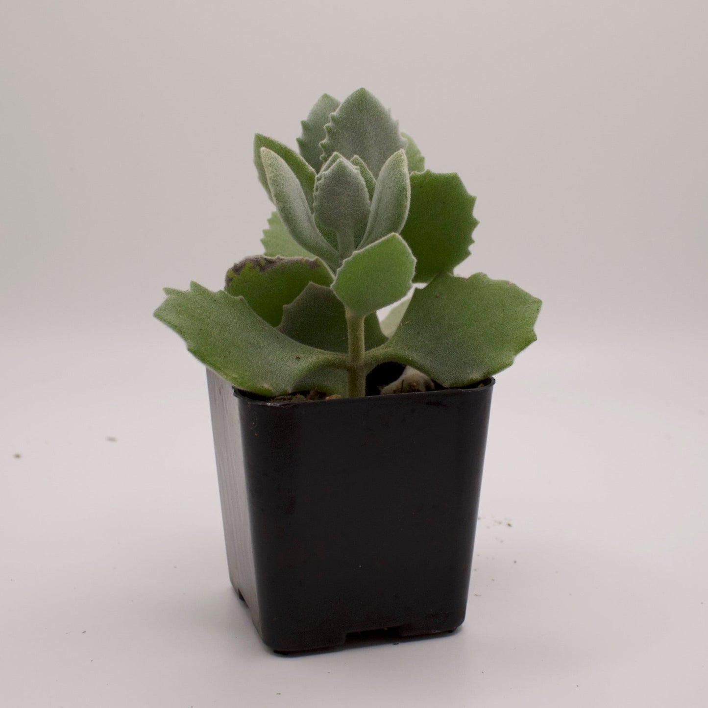 Kalanchoe Millotii