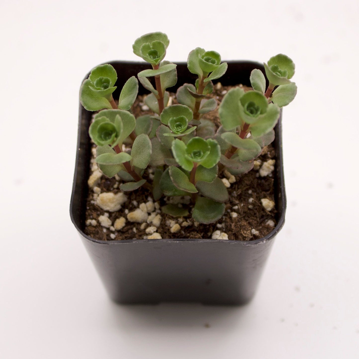 Sedum Spurium Dragons Blood