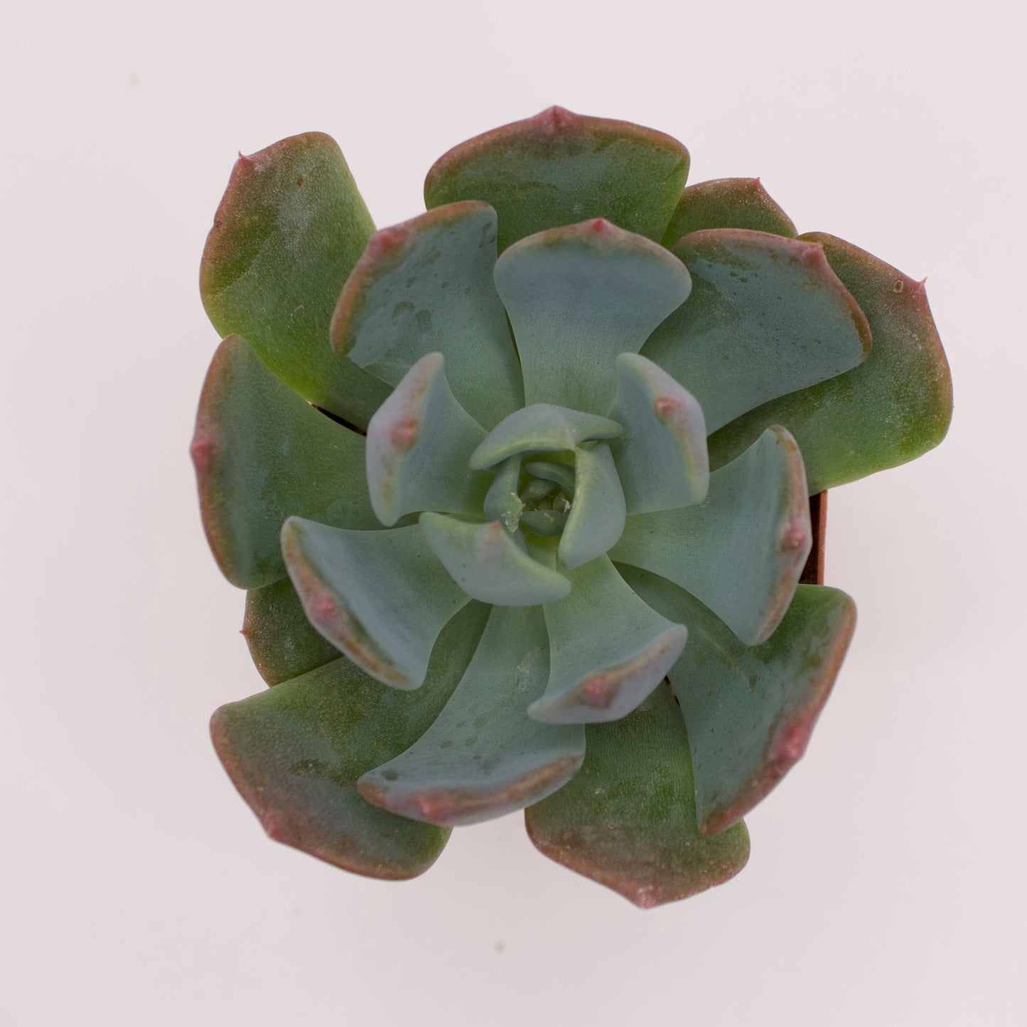 Echeveria Blue Topaz