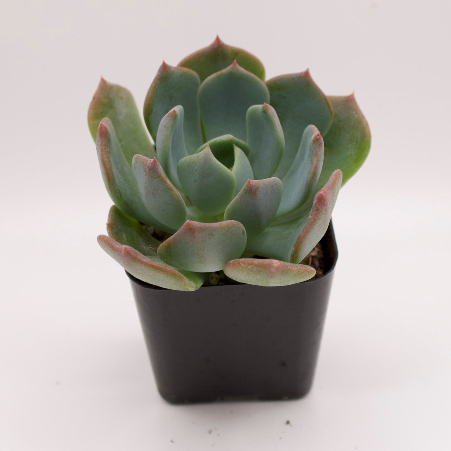 Echeveria Blue Topaz