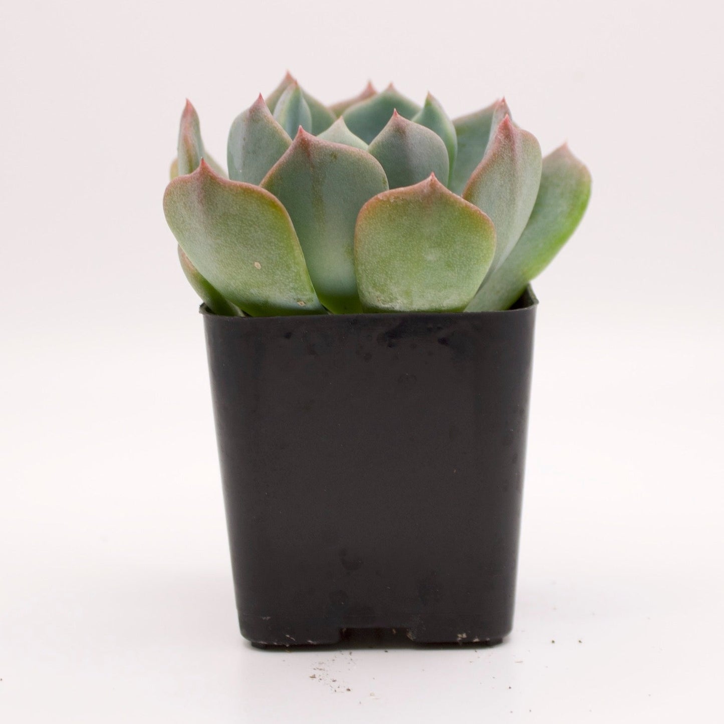 Echeveria Blue Topaz